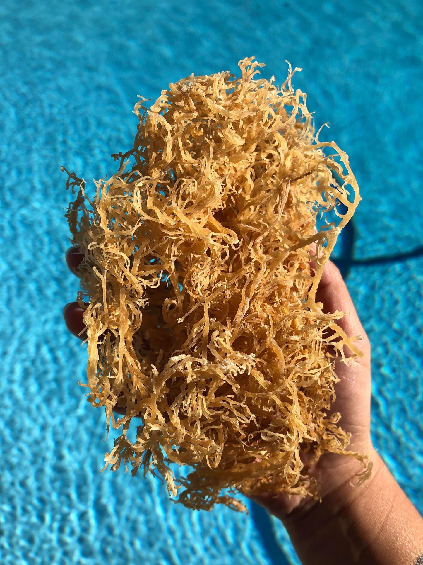 Sea Moss, Bladderwrack & Burdock Root Capsules